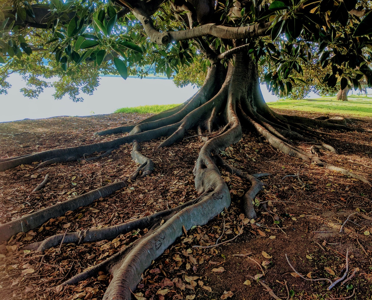 green leaf tree beside body of water