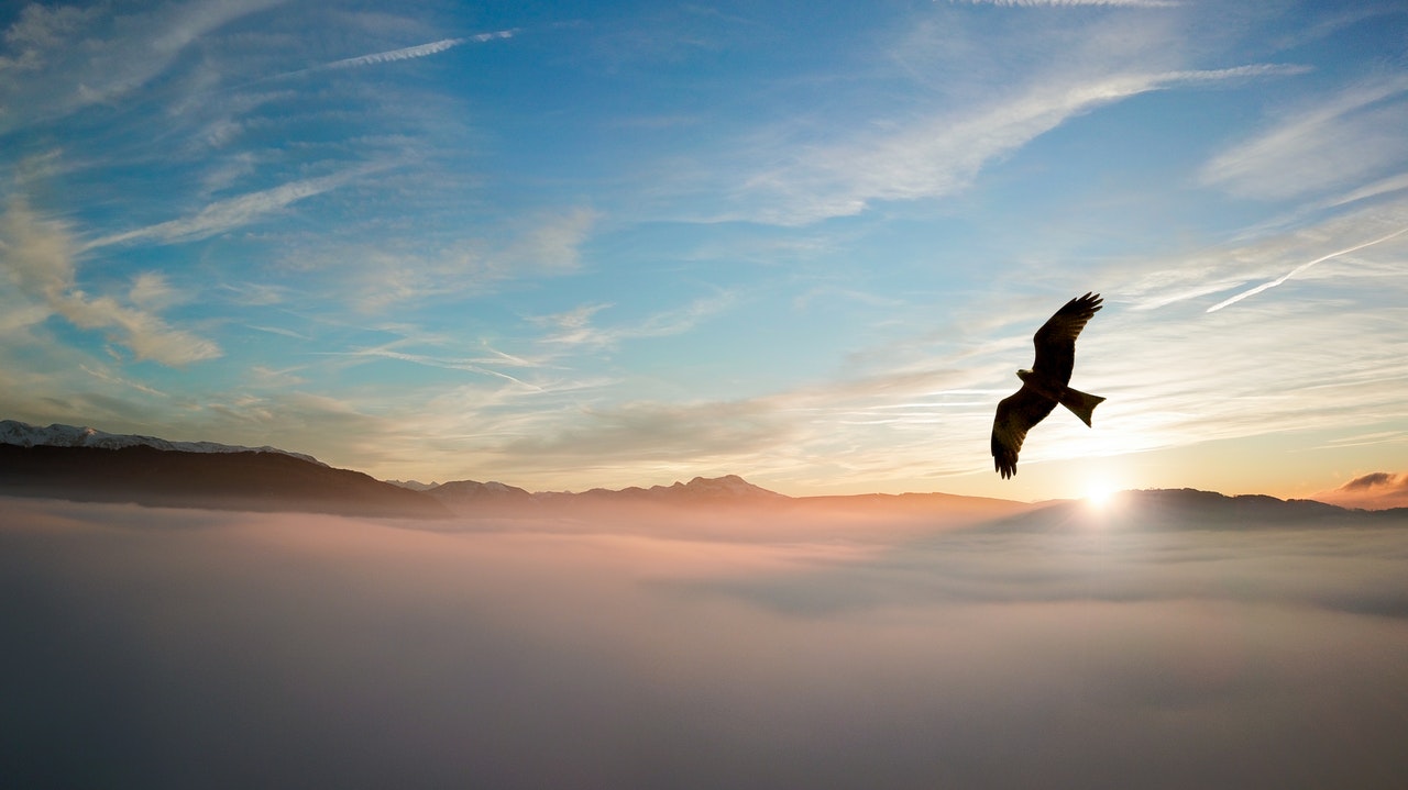 silhouette of a bird above clouds