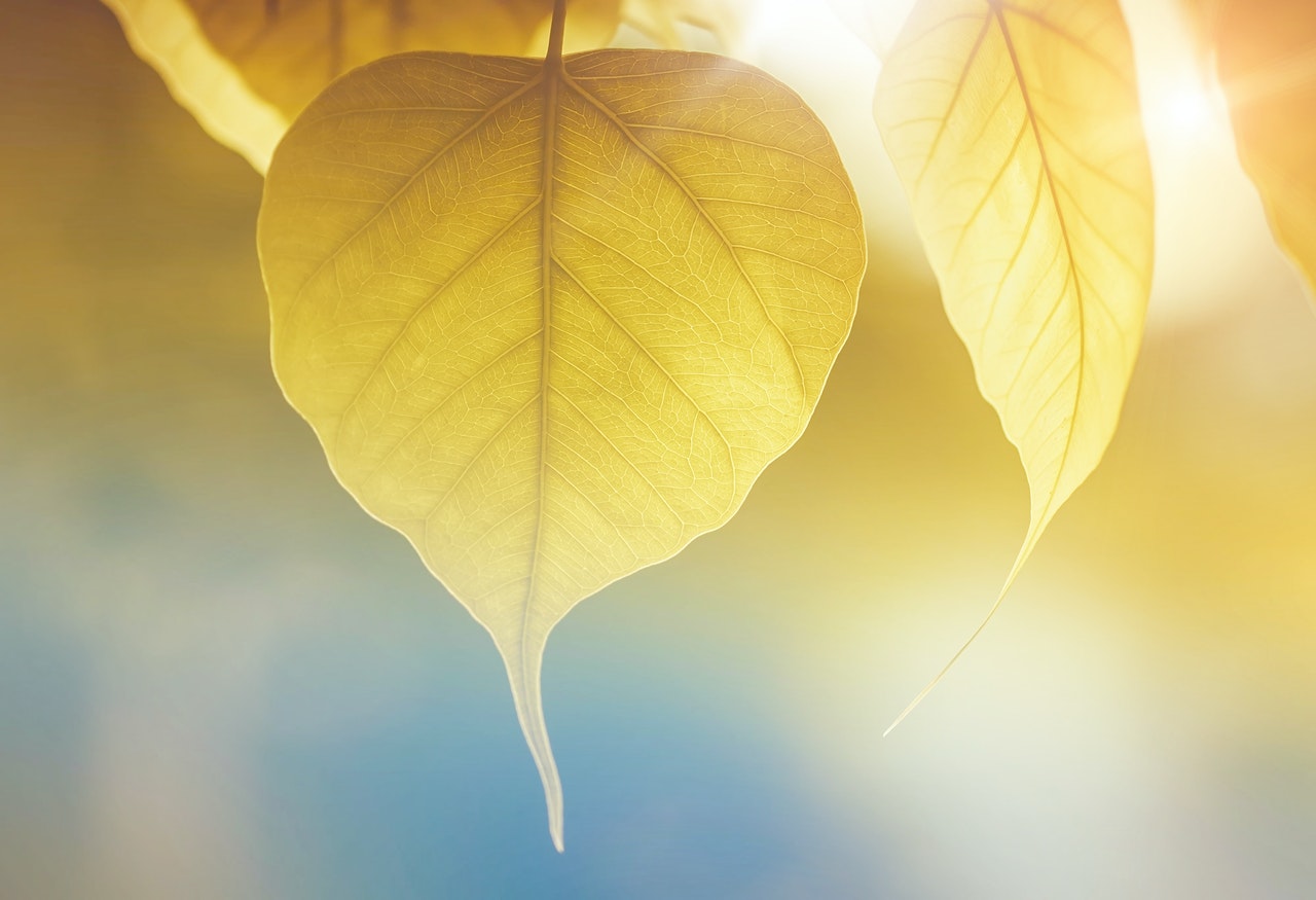 beautiful yellow leaf