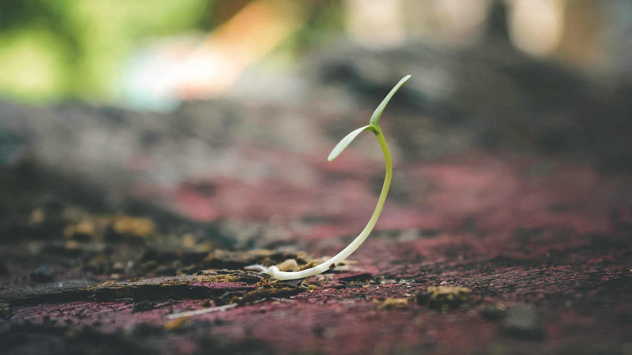 seedling on dry ground